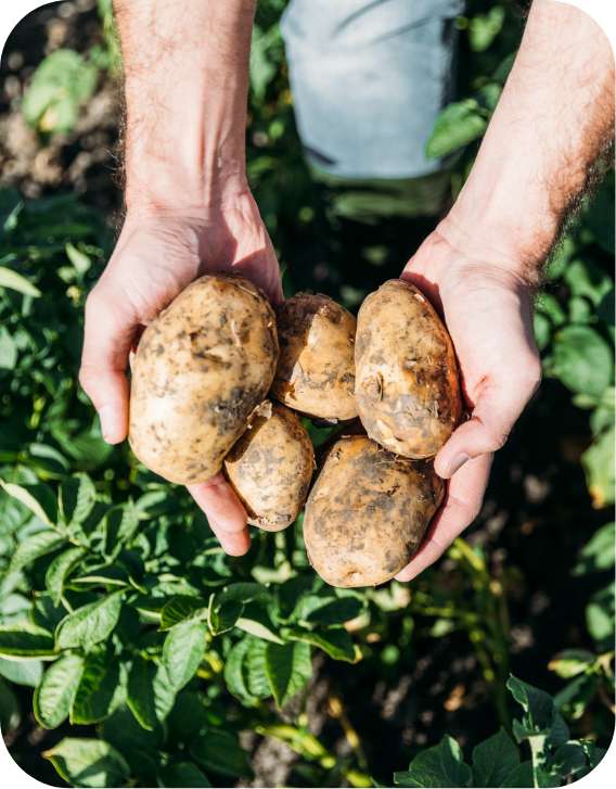 Pommes de terre bio je t'aime