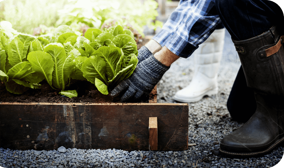 Récolte des salades